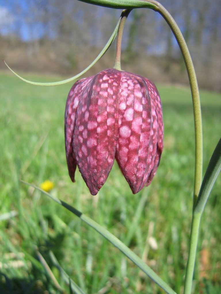 Fritillaria meleagris